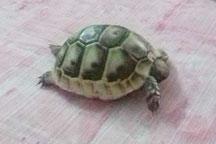 Syrian tortoise