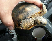 sculcata or gopher ?