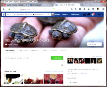 Gopher tortoises for sale Gopher tortoises for sale