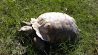 African spurred tortoise African spurred tortoise