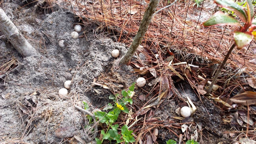 exposed Gopher Tortoise eggs