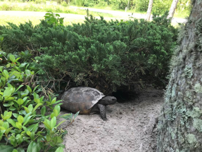 This tortoise is in my landscaping This tortoise is in my landscaping