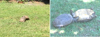 Fighting gopher turtles Fighting gopher turtles