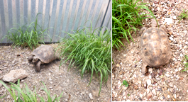 Help me identify this tortoise. Help me identify this tortoise.