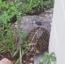 box turtle box turtle