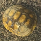 Very young gopher tortoise Very young gopher tortoise