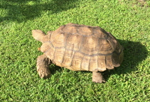 African spurred tortoise African spurred tortoise
