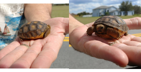 Very young baby gopher tortoise Very young baby gopher tortoise