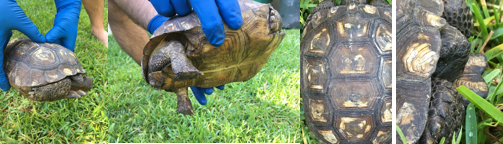 It is a Gopher Tortoise? It is a Gopher Tortoise?