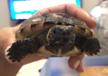 Help with an out-of-range baby gopher tortoise. Help with an out-of-range baby gopher tortoise.