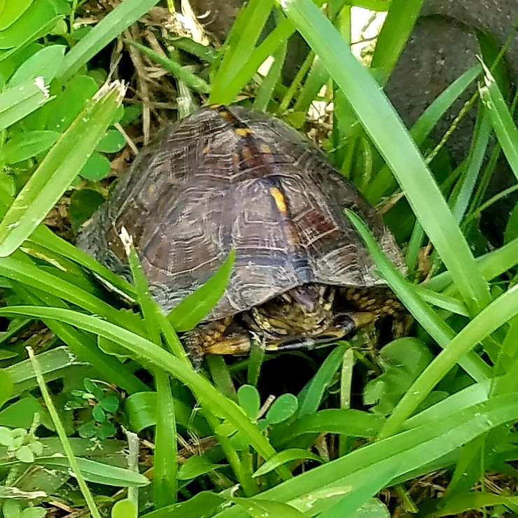 Box turtle Box turtle