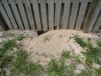 Is this a gopher tortoise burrow? Is this a gopher tortoise burrow?