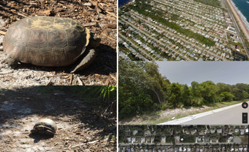Gopher tortoise habitat at Sunrise Cove Gopher tortoise habitat at Sunrise Cove