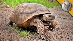 African spurred tortoise African spurred tortoise
