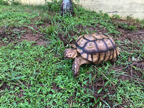 African spurred tortoise African spurred tortoise