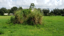 Maintaining vegitation Maintaining vegitation