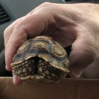 hatchling/juvenile African spurred tortoise