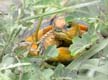 1-InWeeds