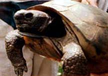 Gopher Tortoise head