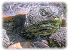 The face of a gopher tortoise.