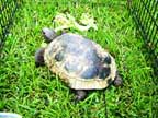 Raissa's tortoise