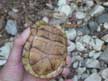 Florida box turtle.