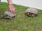 Raina's gopher tortoise #2
