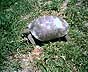 Gopher tortoise.