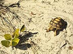 Baby gopher tortoise.