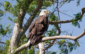Magestic eagles are often sponned on the St. John's river.