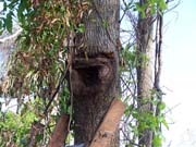 scar in tree from gro#0002