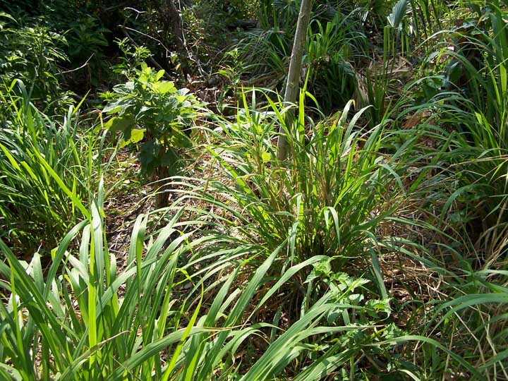 cogon grass at the site