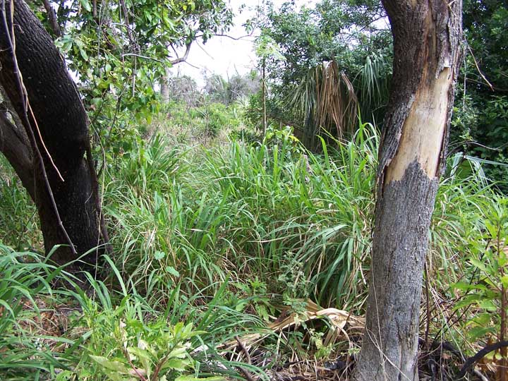 site view
