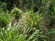 cogon grass at the site