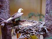 Eagle Nest