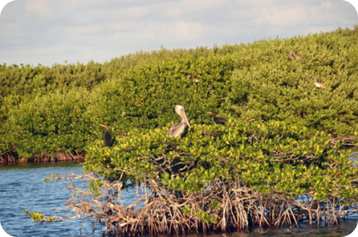 Indian River Bird & Nature Art Show
