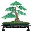 Bonsai