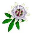 Passion Flower