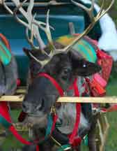 Reindeer Reindeer