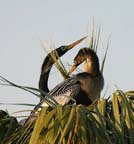 Anhinga 010