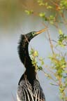 Anhinga 111