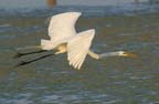 Great Egret Flight 028