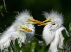 GreatEgretChicks