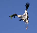 WoodstorkOnWayToNest