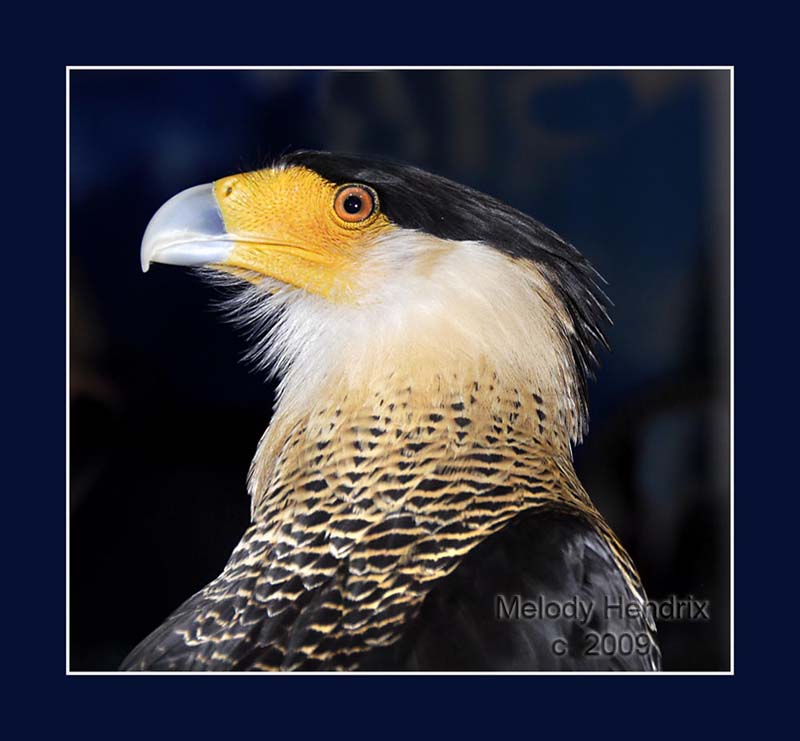 Crested-Caracara