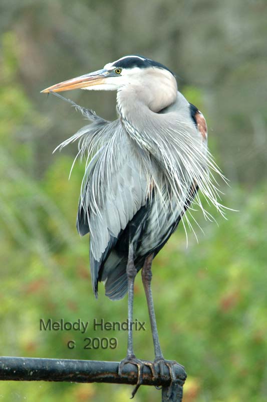 Heron-preening