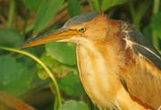 LeastBittern_0018X 