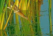 LeastBittern_0063X 