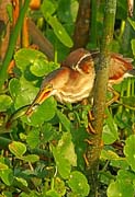 LeastBittern_0081XX 