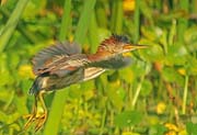 LeastBittern_0088X 